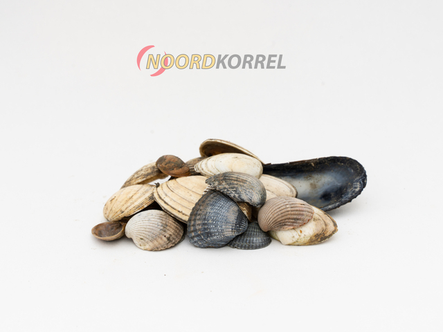 Klei schelpen