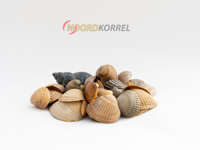 Schone schelpen